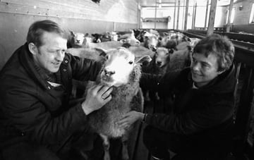 Sauefjøs i Folldal, 1983.