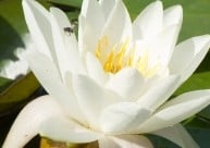 Hvit blomst